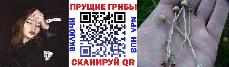 Купить  Курильск  Галлюциногенные грибы мицелий 